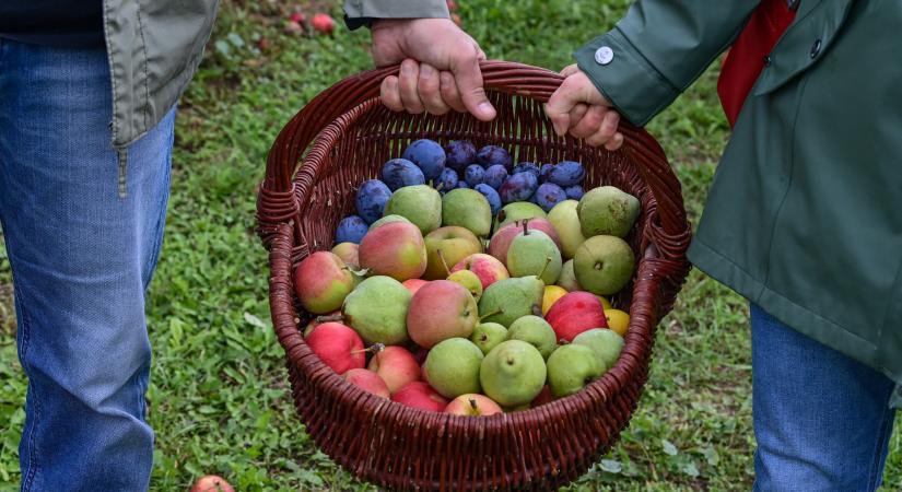 Bio és öko: aktuális divat vagy több évszázados jelenség?