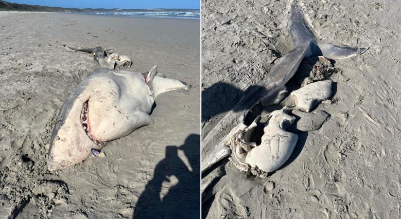 Kardszárnyú delfinek marcangoltak szét egy kifejlett nagy fehér cápát az ausztrál partoknál