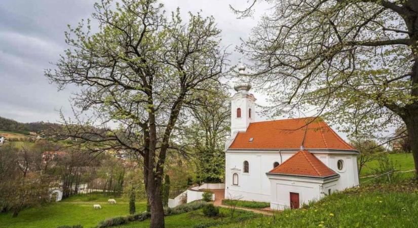 Az év fája lett ez a szakrális kisugárzású szekszárdi berkenyefa