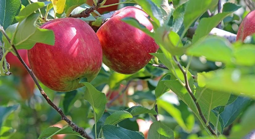 Október 16-tól indult az első őszi szezonális élelmiszerlánc-ellenőrzés