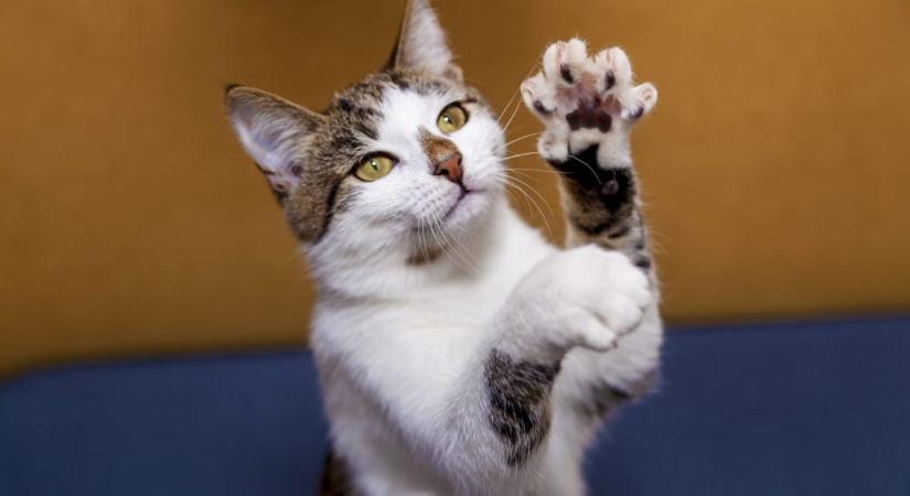 Ilyen testrészük csak a macskáknak van. Te láttad már?