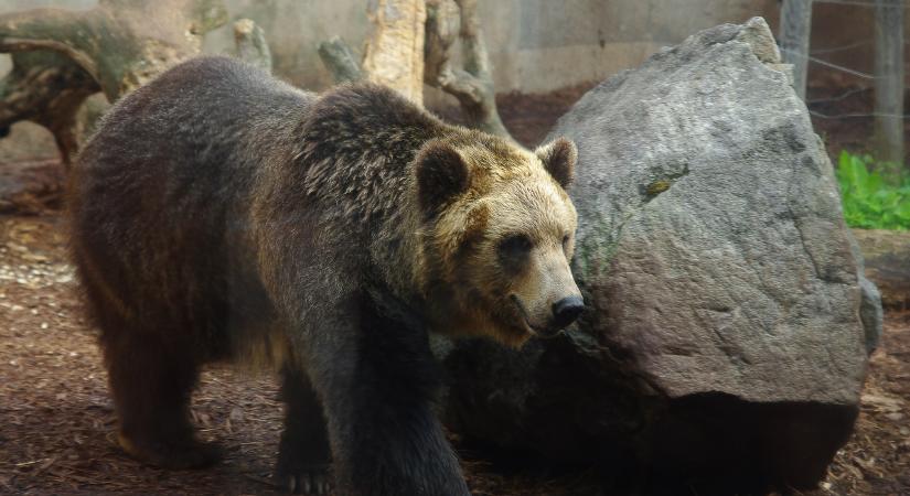Korábban sosem látott gyorsasággal nő a medvetámadások száma Japánban