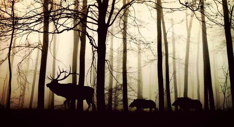 Vigyázat! Jön a vadvándorlás, és a jogszabályok is változtak Ősszel kezdődik és tél végéig tart a párzási időszak, több a vad az utakon