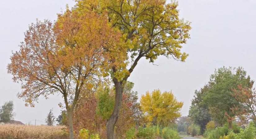 Csapadékos, szeles