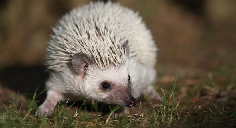 A téli álomra húzódó sünök védelmére hívja fel a figyelmet az MME