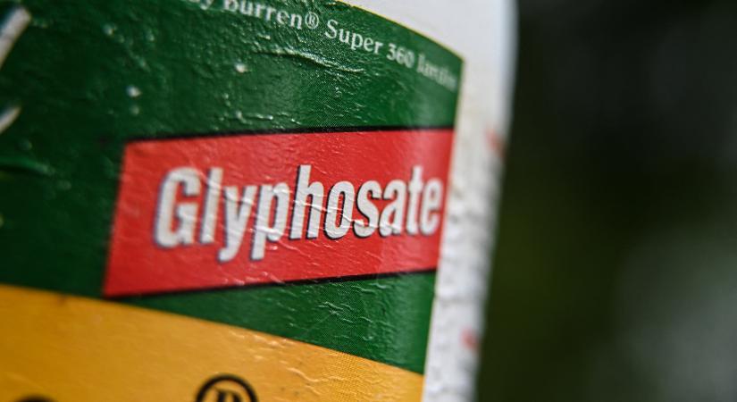 Rágcsálók fiatalkori leukémiájával hozza összefüggésbe a glifozát-alapú gyomirtókat egy új tanulmány