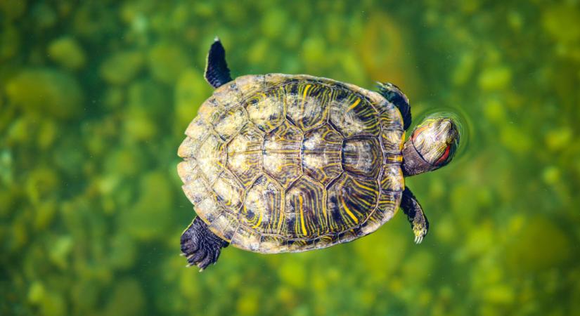 A teknős szuper háziállat, ha megfelelően gondozzuk – másképpen szalmonella