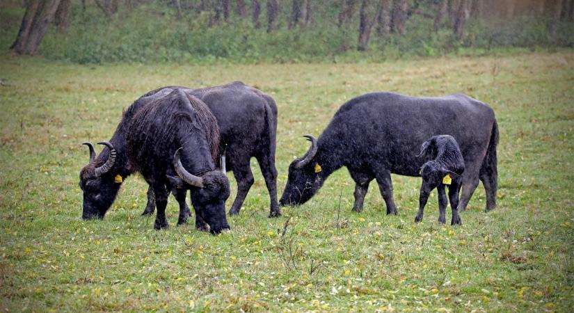 Bébi bivalyok várnak a Rezervátumban