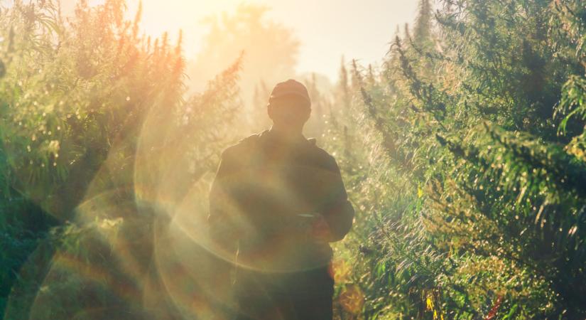 Zalai fogás: 30 kiló fű és 123 tő kannabisznövény