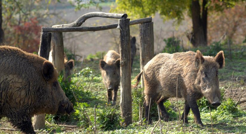 A Balaton-felvidéken is bizonyít az egyre népszerűbb, stresszmentes vaddisznócsapda