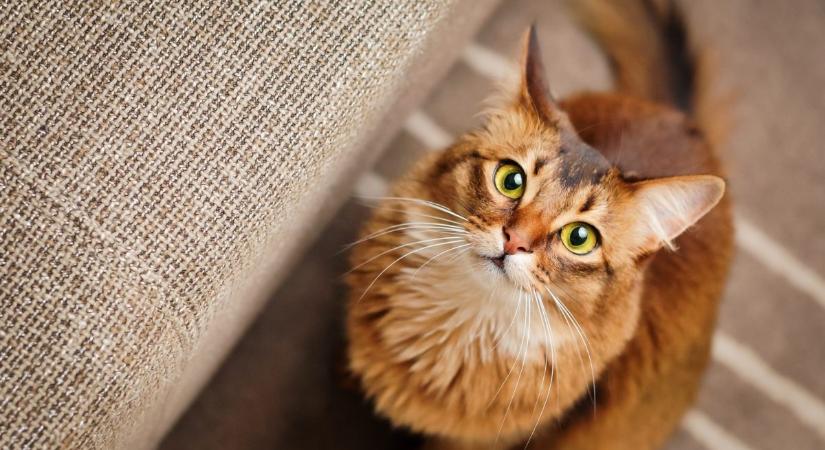 Meglepő oka lehet, ha bámul a macskád