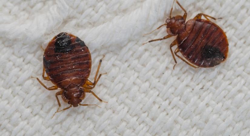 Honnan ered az európai poloskainvázió, és indokolt-e a globális poloskapánik?