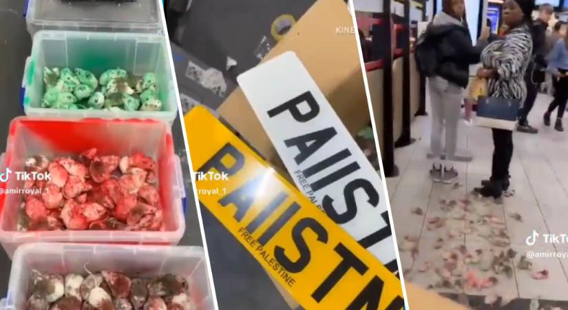 Undorító: egerekkel terrorizálta a Mekit egy palesztinbarát huligán