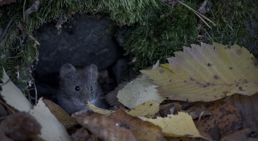 Segítséget kapnak a gazdák a pocokinvázió elleni küzdelemben