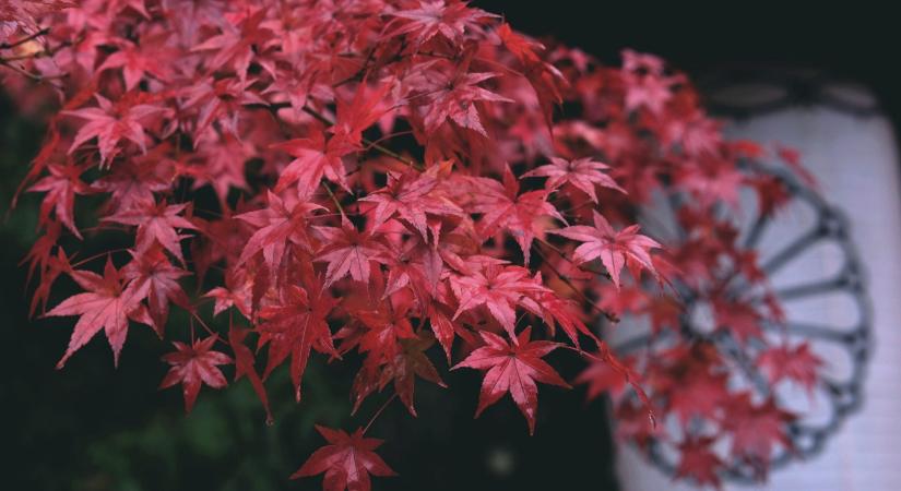 Momiji – Az ősz színeit köszöntik a szegedi füvészkertben