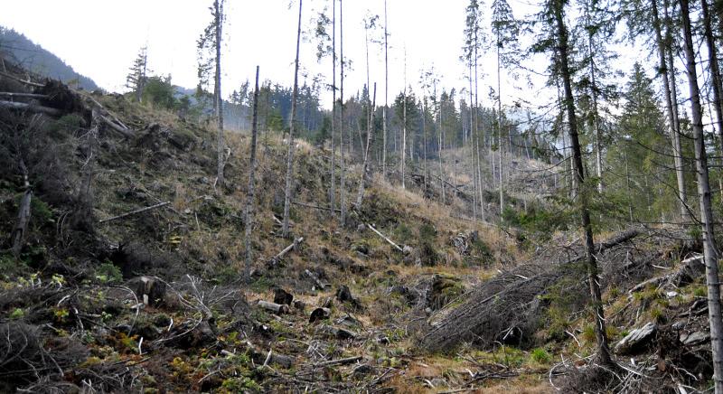 Legelők erdősítése finanszírozható az országos helyreállítási tervből