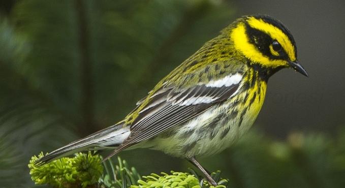 A madarakat is utolérte a cancel culture: Több fajt is átneveznek, mivel a mai kornak már nem megfelelő névvel rendelkeznek