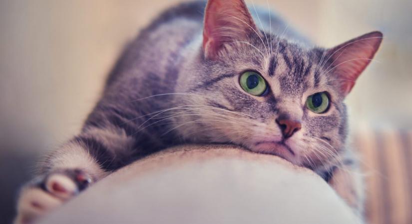 Ezt érzi valójában a macskád, amikor megsértődik