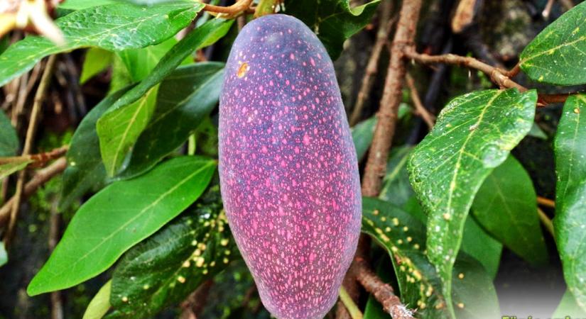 Zseléfüge (Ficus pumila var. awkeotsang) – fajtabemutató