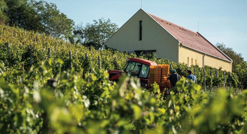 Egy szuperprémium Cabernet franc születése