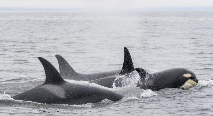 Gyilkos bálnák süllyesztettek el egy jachtot Gibraltárnál