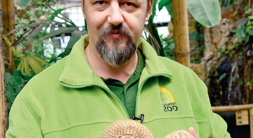 Kisfia pár hetes volt, amikor először ellátogatott édesapja munkahelyére – Hanga Zoltán, az állatkert szóvivője mesél