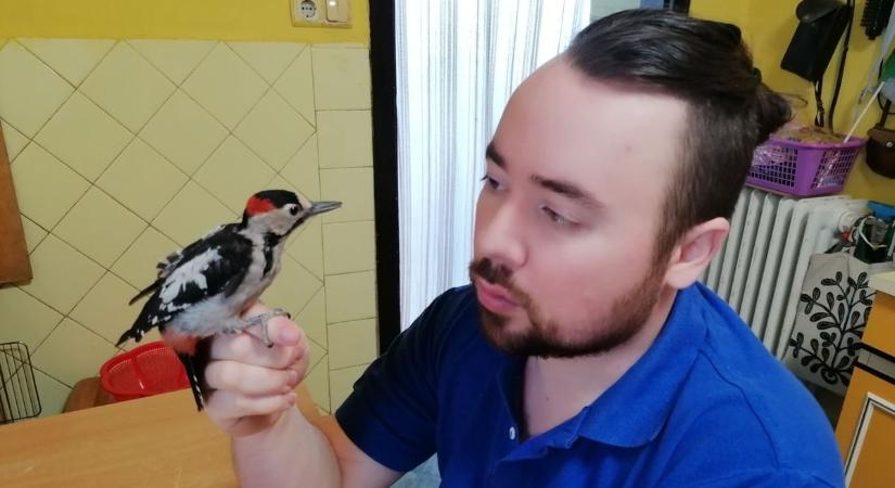 Fiókát nevel a gádorosi madármentő, Orbán Tamás – videóval