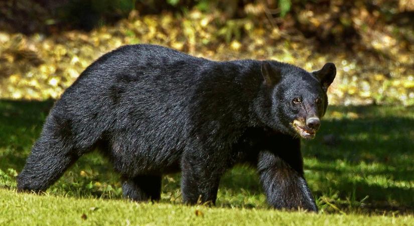 Zsákmánynak hitte a fekete medve a rollerező kisfiút – VIDEÓ