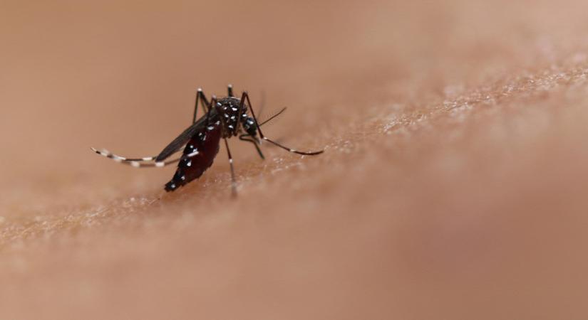 Tovább terjed és szedi áldozatait a dengue-láz Srí Lankában