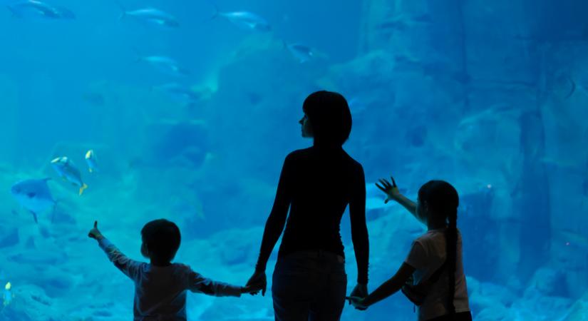 Félelmetes cápák között sétálnak a turisták Európa legnagyobb akváriumaiban: fényűző helyek