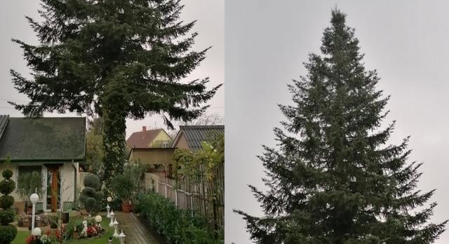 Eldőlt: az Ország Karácsonyfája idén egy hajdúszoboszlói családi háztól érkezik