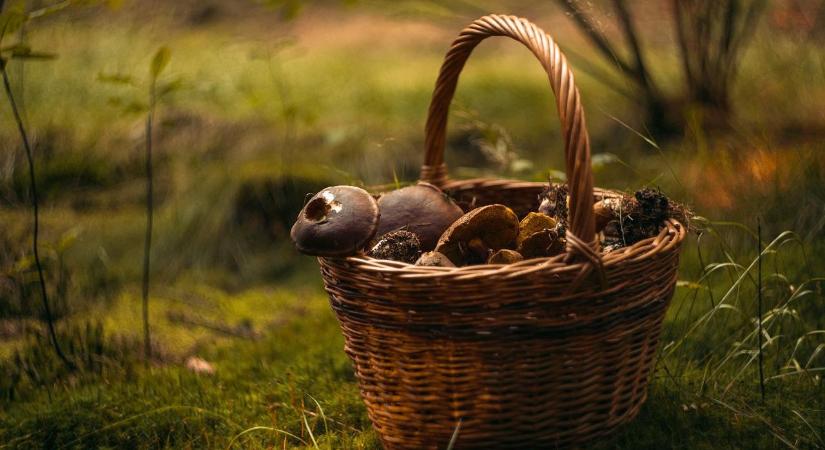 Mérgező gombából főzött pörköltet egy vasi férfi, az apja belehalt a menübe