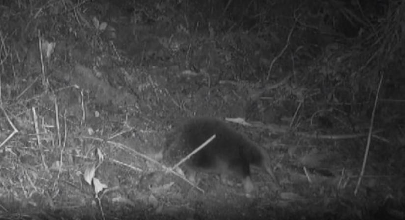 Megtalálták Attenborough kihaltnak hitt hangyászsünét