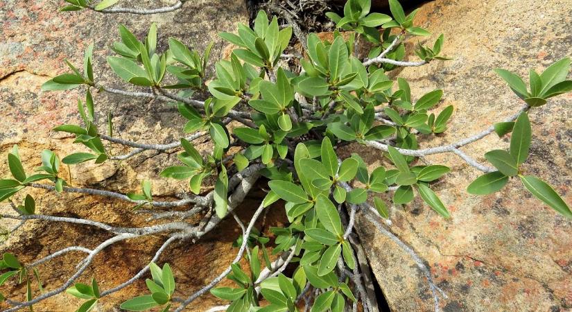 Babérfüge (Ficus ilicina), a sziklákat ölelgető fikusz – fajtabemutató