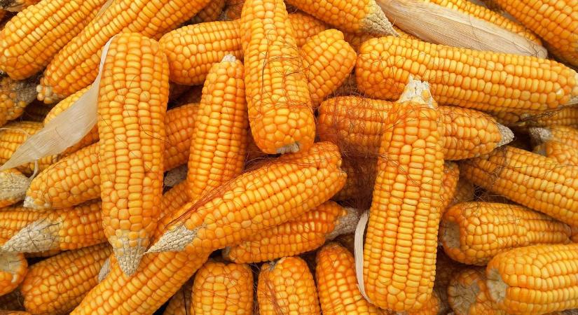 A chicagói kukorica ára tovább zuhant pénteken