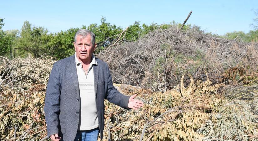 A lehullott gallyakat is hasznosítják Tiszajenőn