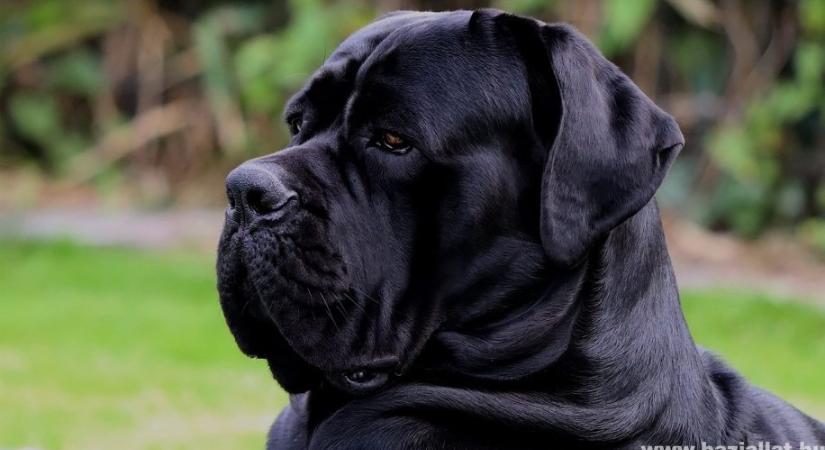Cane Corso: aktív és intelligens örző-védő kutya