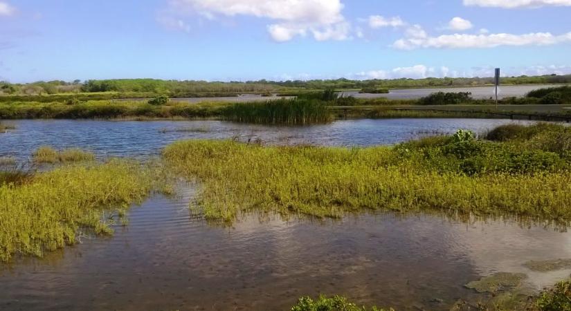Rózsaszínűvé változott egy hawaii tó vize