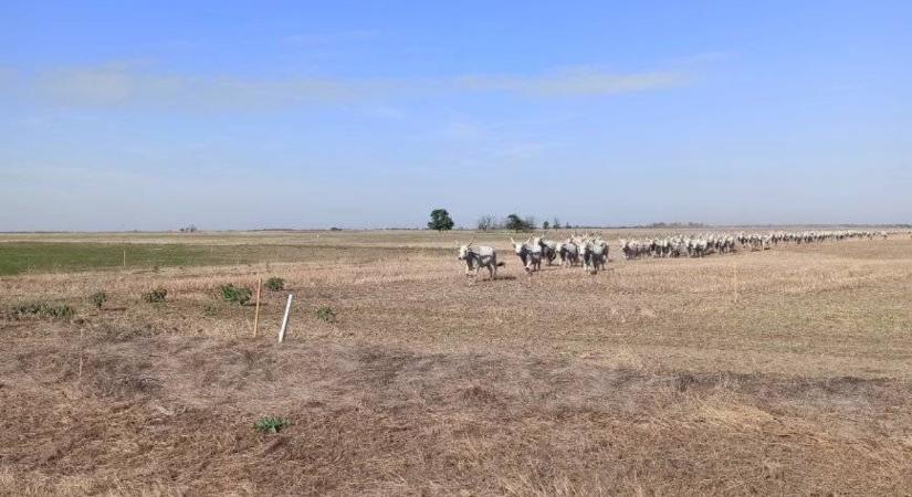 Véget ért a legeltetési szezon, zajlik a behajtás, kezdődik a teleltetés