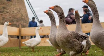 Újborfesztivál és Libator a szentendrei Skanzenben, 2023. november 11-12.