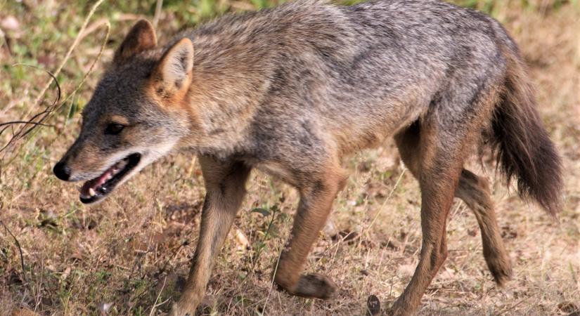 Magyar kutatók fejtették meg az aranysakálok egyedülálló terjeszkedésének titkát