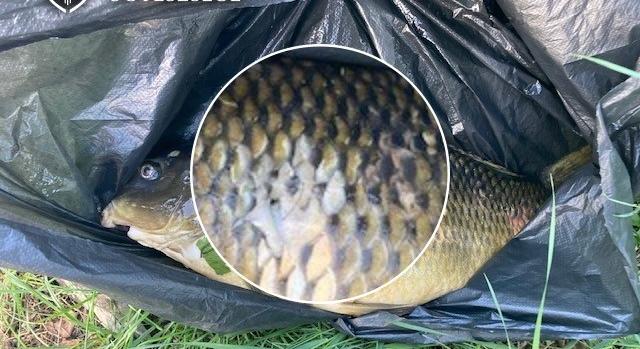 Vádat emeltek a szigonypuskával pontyra támadó győri orvhalász ellen