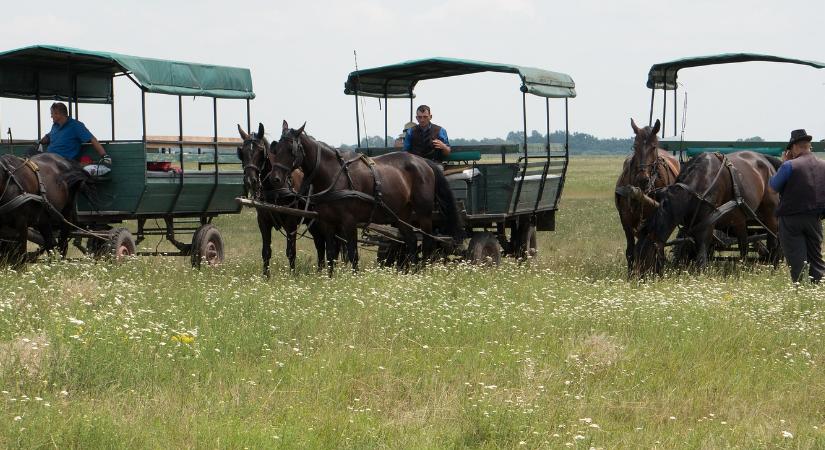 50 éves a Hortobágyi Nemzeti Park
