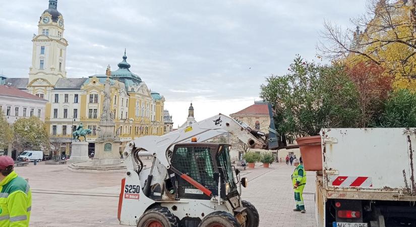 Eltűntek a pálmák és a leanderek a pécsi közterületekről