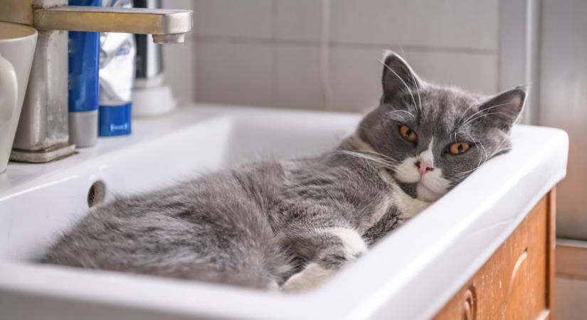 Miért fekszik a macskám a mosdókagylóban?
