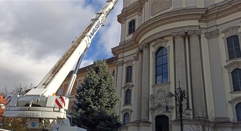Megérkezett Eger karácsonyfája a Dobó térre - FOTÓK