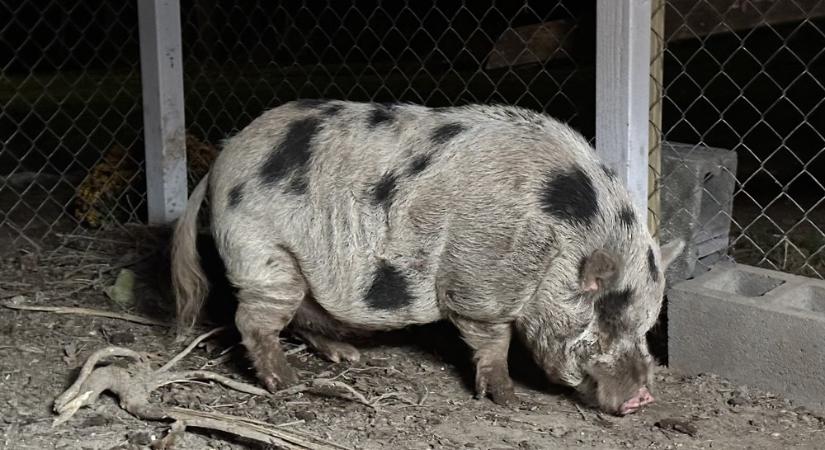 Elveszett Kevin Bacon, a röfi, majd sikeresen hazatalált Kevin Bacon, a színész segítségével