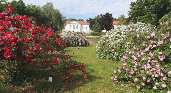 Rózsák