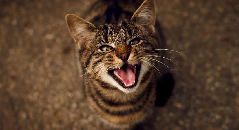 Emberi nyelvre fordítja a macskád nyávogását egy új alkalmazás