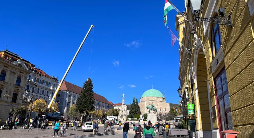 Verőfényes napsütésben állítják éppen Pécs karácsonyfáját